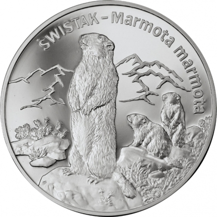 Rewers monety 20 zł Świstak (łac. Marmota marmota)