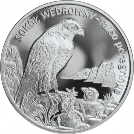 Rewers monety 20 zł Sokół wędrowny (łac. Falco peregrinus)