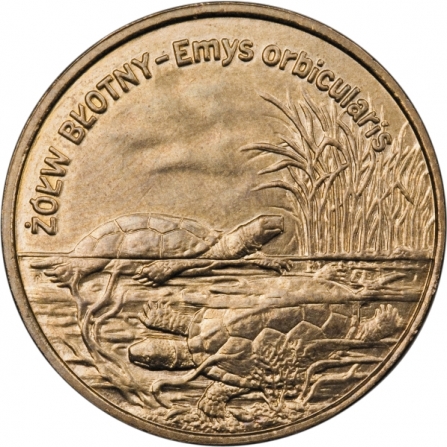 Rewers monety 2 zł Żółw błotny (łac. Emys orbicularis)