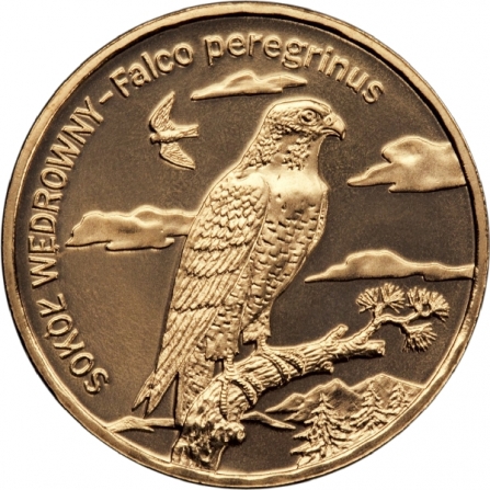 Rewers monety 2 zł Sokół wędrowny (łac. Falco peregrinus)